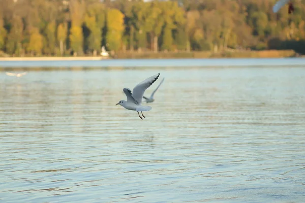 Pescărușii Lac Cer Mâncare Într Însorită Pescărușii Joacă Apă — Fotografie, imagine de stoc