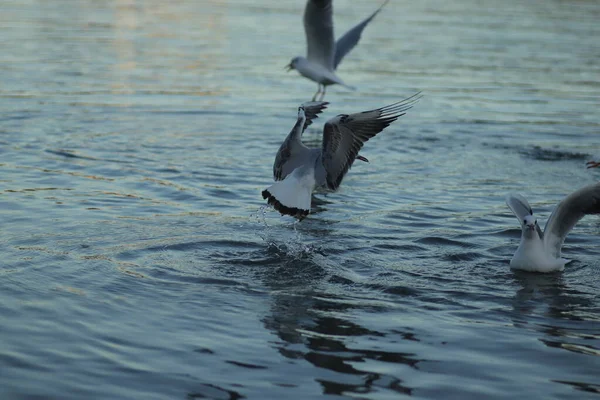 Чайки Озере Просят Еды Солнечный День Чайки Играют Воде — стоковое фото