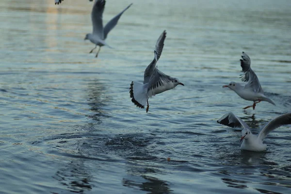 Gaivotas Lago Pedir Comida Dia Ensolarado Gaivotas Brincar Água — Fotografia de Stock