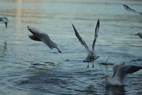 Pescărușii Lac Cer Mâncare Într Însorită Pescărușii Joacă Apă — Fotografie, imagine de stoc