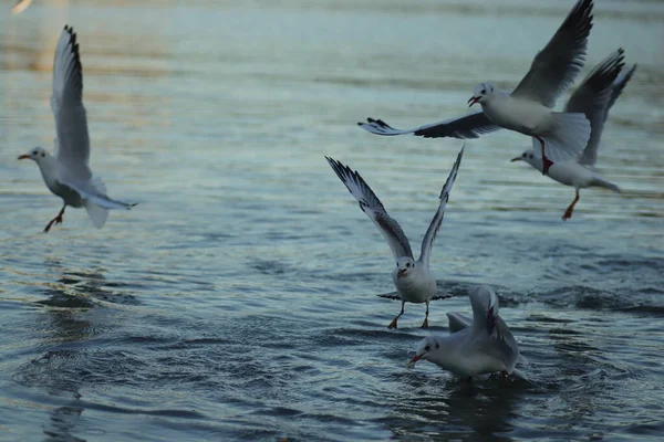 Burung Camar Danau Meminta Makanan Pada Hari Yang Cerah Burung — Stok Foto
