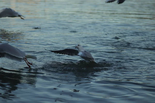 Gaivotas Lago Pedir Comida Dia Ensolarado Gaivotas Brincar Água — Fotografia de Stock