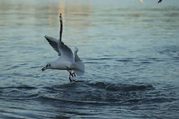 Gaivotas Lago Pedir Comida Dia Ensolarado Gaivotas Brincar Água — Fotografia de Stock