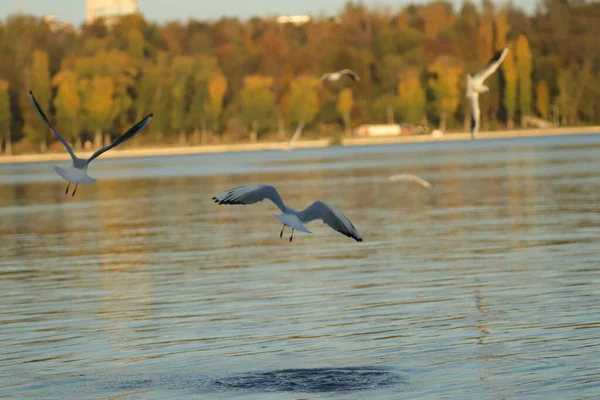 Чайки Озере Просят Еды Солнечный День Чайки Играют Воде — стоковое фото