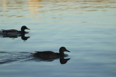 Ördekler güneşli bir günde gölde yüzerler.
