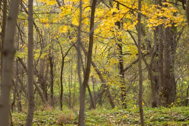 Güneşli bir günde, sonbahar ormanında ağaçların sarı yaprakları