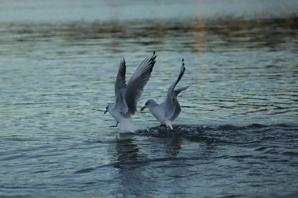 Чайки Озері Просять Про Їжу Сонячний День Чайки Грають Воді — стокове фото