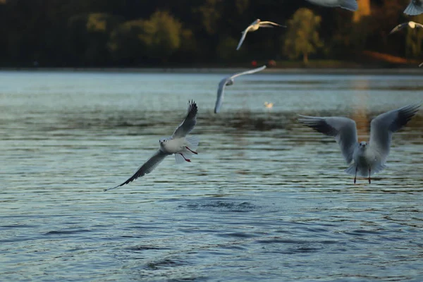Чайки Озері Просять Про Їжу Сонячний День Чайки Грають Воді — стокове фото