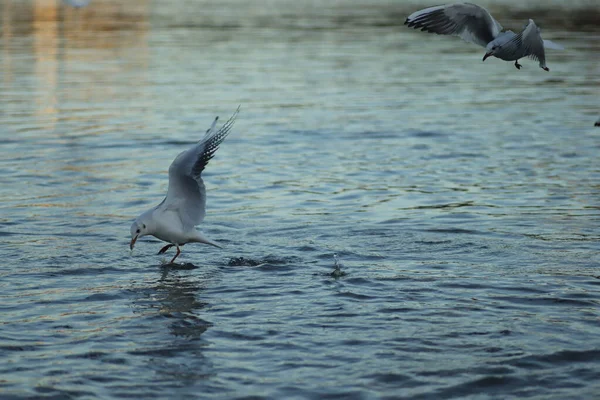 Måsar Sjön Ber Mat Solig Dag Måsar Leker Vattnet — Stockfoto