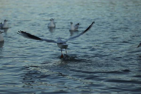 Pescărușii Lac Cer Mâncare Într Însorită Pescărușii Joacă Apă — Fotografie, imagine de stoc