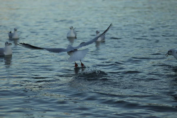 Möwen Auf Dem See Bitten Sonnigen Tagen Futter Möwen Spielen — Stockfoto