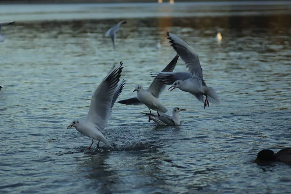 Seagulls Lake Ask Food Sunny Day Seagulls Play Water — Stock Photo, Image