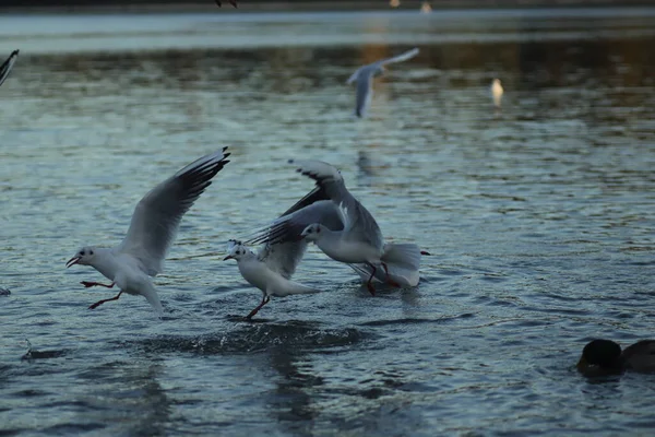 Möwen Auf Dem See Bitten Sonnigen Tagen Futter Möwen Spielen — Stockfoto