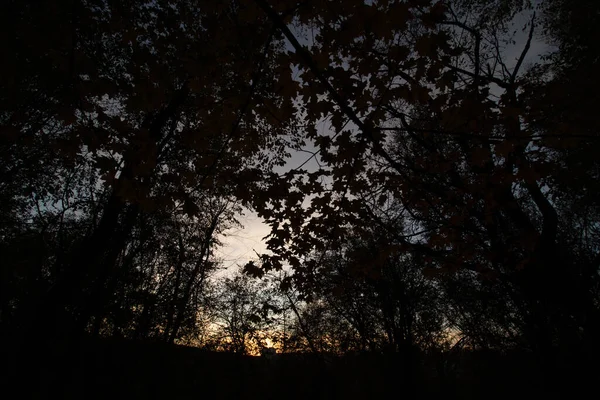 Ciemne Sylwetki Drzew Którymi Ostatnie Promienie Słońca Zachodu Słońca — Zdjęcie stockowe
