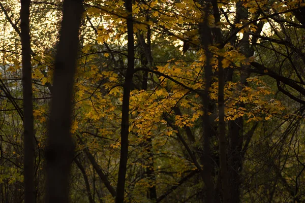 Gelbe Blätter Von Bäumen Herbstwald Einem Sonnigen Tag — Stockfoto