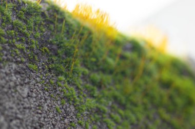 yeşil tüylü sarı tüylü güzel yosunlar gri bir taşın üzerinde