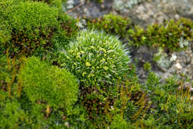 yeşil tüylü sarı tüylü güzel yosunlar gri bir taşın üzerinde