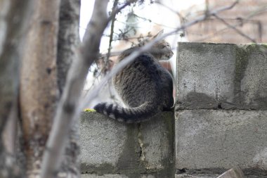 Aydınlık bir günde yeşil bir yosun üzerinde çitin üzerinde tekir bir kedi