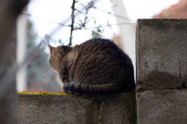 Aydınlık bir günde yeşil bir yosun üzerinde çitin üzerinde tekir bir kedi