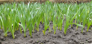 Baharda taze yeşil filizler, güneşli bir günde topraktan filizlenir.