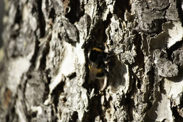 Όμορφη Αφράτη Μέλισσα Ένα Δέντρο Κοντά Στο Φλοιό Των Δέντρων — Φωτογραφία Αρχείου