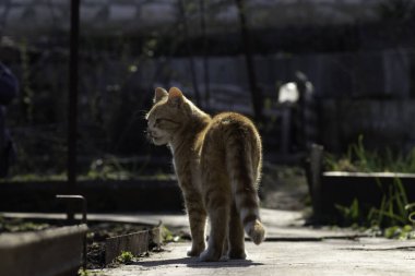 Kızıl kedi bahçede yürüyor güneşli bir günde, kızıl kedi çiçek tarlasının yanında.