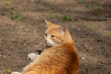 Kızıl kedi bahar güneşinin tadını çıkarıyor bir çiçek tarhında.