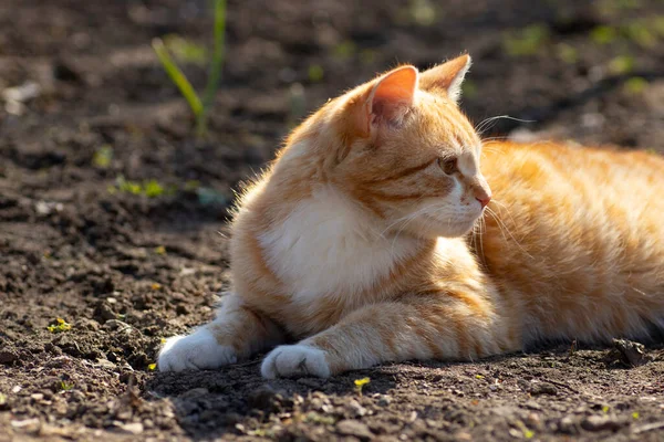 Τζίντζερ Γάτα Basking Στον Ήλιο Άνοιξη Στο Έδαφος Ένα Παρτέρι — Φωτογραφία Αρχείου