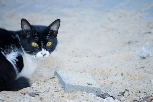 Gato Preto Branco Senta Areia Gato Com Olhos Amarelos Brilhantes — Fotografia de Stock