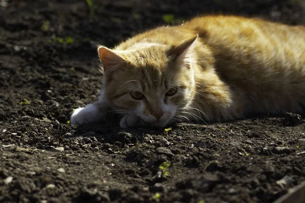 Rudy Kot Pławiący Się Wiosennym Słońcu Ziemi Kwietniku — Zdjęcie stockowe