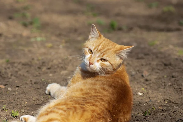 화단에 위에서 일광욕을 즐기는 고양이 — 스톡 사진