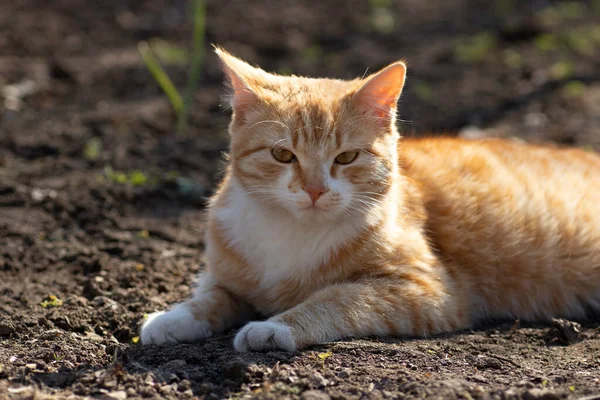 生姜猫在春日的阳光下沐浴在花坛的地上 — 图库照片