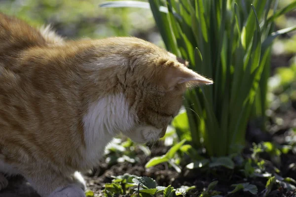 Rudy Kot Spacery Ogrodzie Słoneczny Dzień Młode Zielone Rośliny — Zdjęcie stockowe