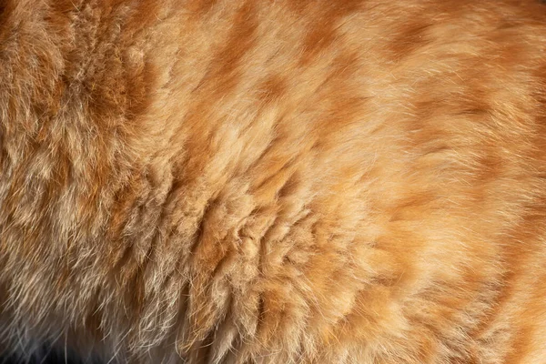 Zacht Pluizig Kattenhaar Zonlicht Rood Haar — Stockfoto