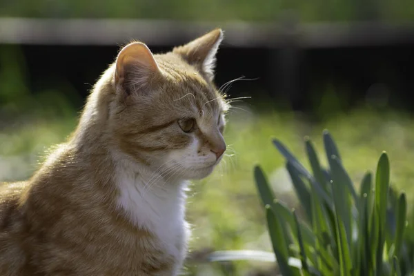 Ingwerkatze Spaziert Einem Sonnigen Tag Garten Junge Grüne Pflanzen — Stockfoto