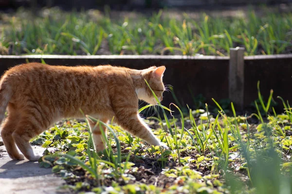 Kızıl kedi bahçede yürüyor güneşli bir günde, kızıl kedi çiçek tarlasının yanında.