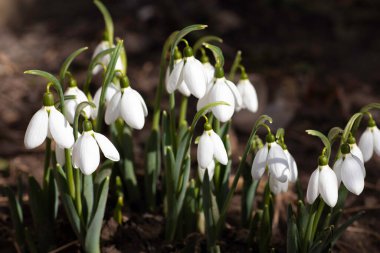 Beyaz kar damlaları, ilkbaharda ilk çiçekler, güneşli bir günde çiçekler.