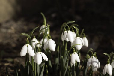 Beyaz kar damlaları, ilkbaharda ilk çiçekler, güneşli bir günde çiçekler.
