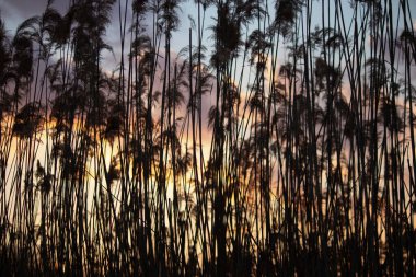 Bulutlu bir gökyüzünde günbatımının arka planında sazlıklar