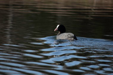 Baharın ilk günlerinde, ördekler güneşli bir günde gölde yüzerler.