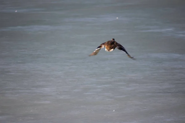 Pato Extendió Sus Alas Vuela Sobre Lago Congelado Invierno —  Fotos de Stock