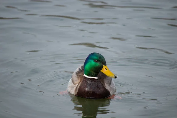 First Days Spring Ducks Swim Lake Sunny Day — Fotografia de Stock