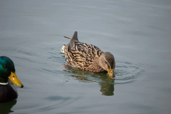 First Days Spring Ducks Swim Lake Sunny Day — Fotografia de Stock