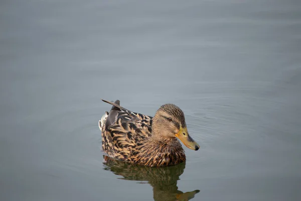 Die Ersten Frühlingstage Enten Schwimmen Einem Sonnigen Tag See — Stockfoto