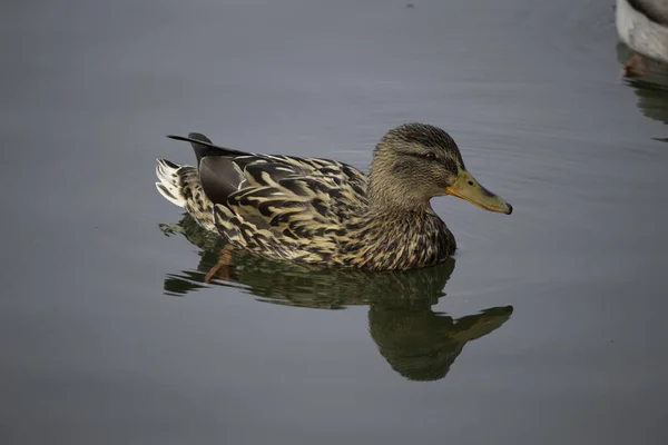Die Ersten Frühlingstage Enten Schwimmen Einem Sonnigen Tag See — Stockfoto