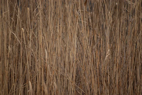 Background Dry Beige Trunks Reeds — Zdjęcie stockowe