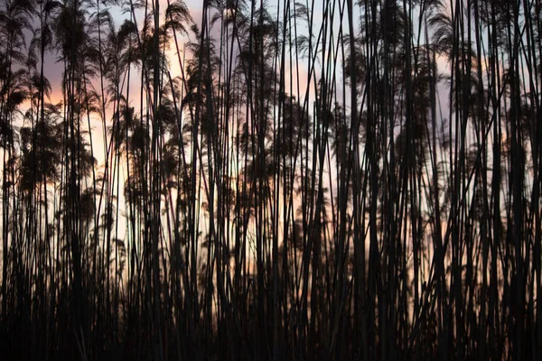 Reeds Background Sunset Cloudy Sky — Zdjęcie stockowe