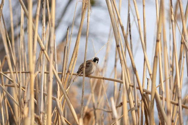 Moineau Moelleux Dans Les Roseaux Par Une Chaude Journée Printemps — Photo