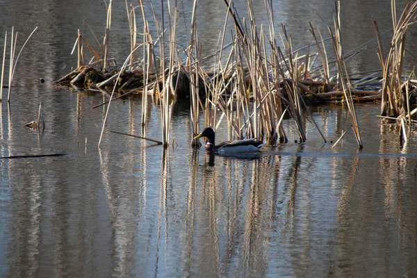 First Days Spring Ducks Swim Lake Sunny Day — Fotografia de Stock