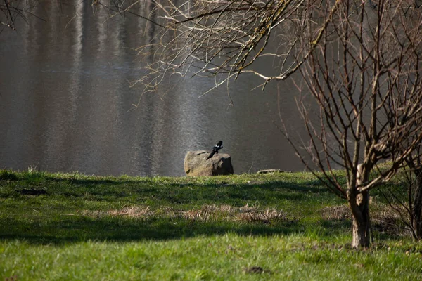 晴れた日には近くの緑の芝生で湖の岸にカラス — ストック写真
